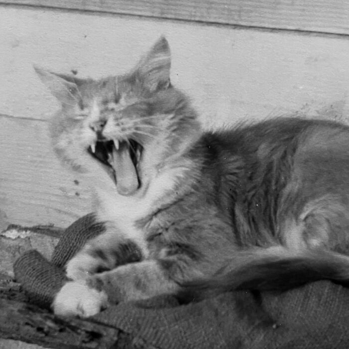Vintage Cat Pics That Prove Cats Have Always Owned Us