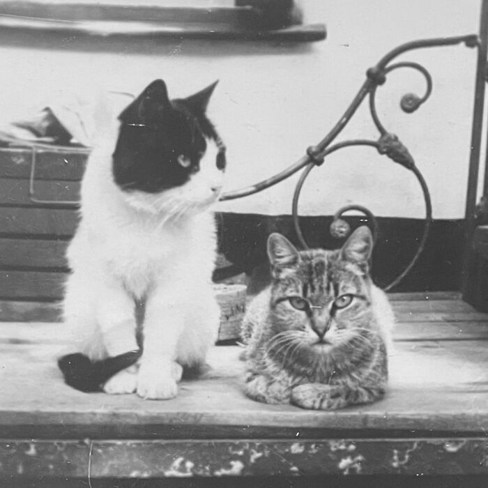 Vintage Cat Pics That Prove Cats Have Always Owned Us