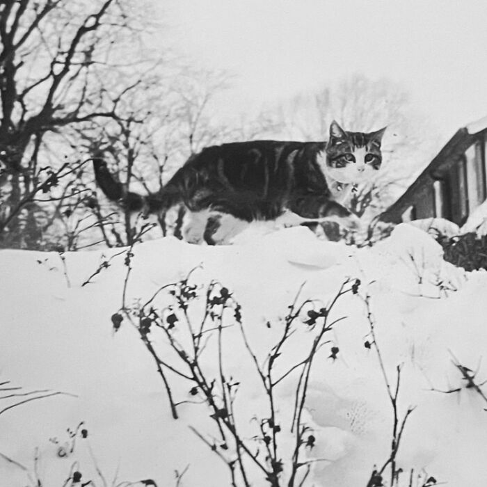 Vintage Cat Pics That Prove Cats Have Always Owned Us