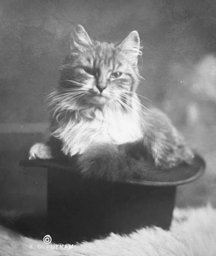 Vintage Cat Pics That Prove Cats Have Always Owned Us
