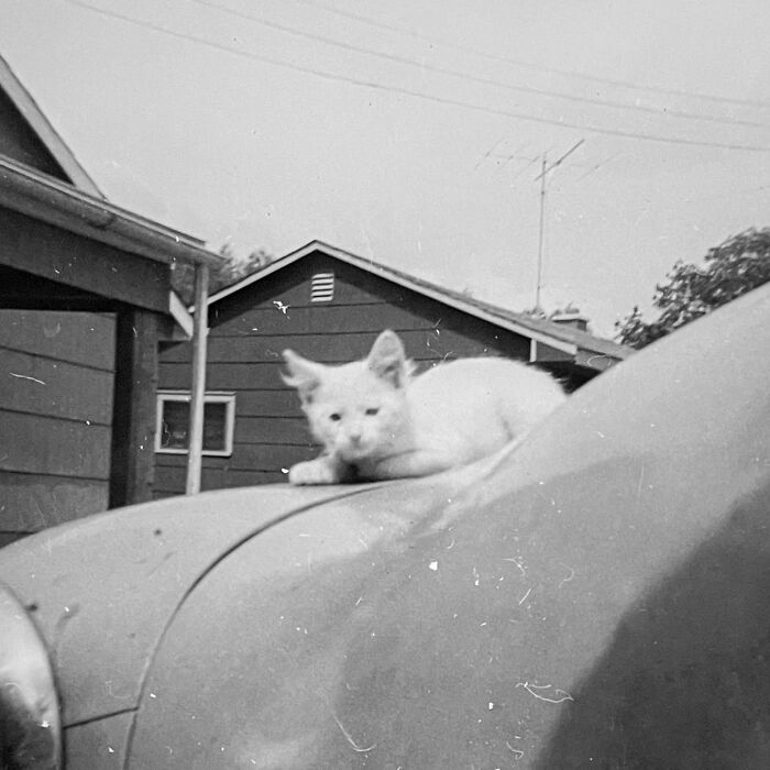 Vintage Cat Pics That Prove Cats Have Always Owned Us