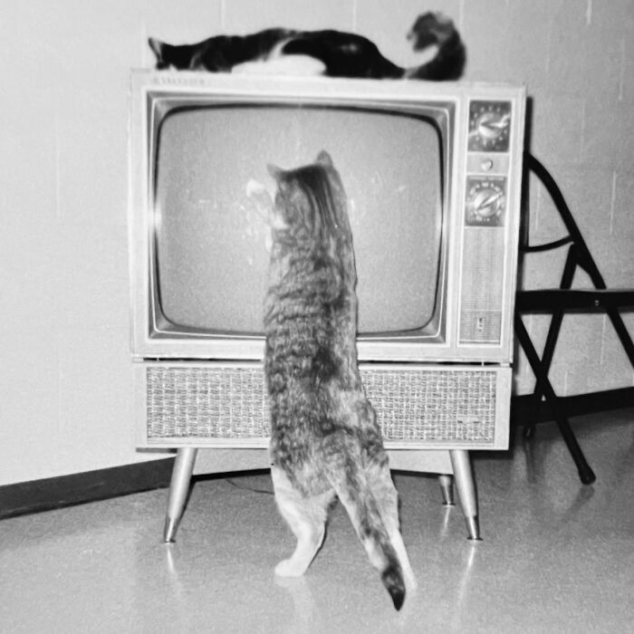 Vintage Cat Pics That Prove Cats Have Always Owned Us