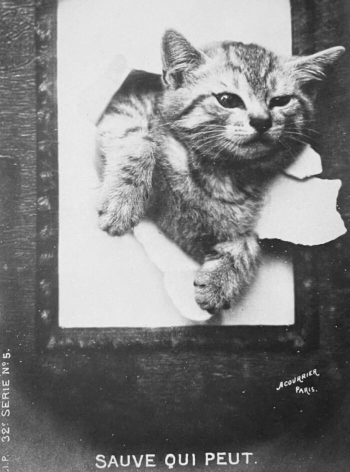 Vintage Cat Pics That Prove Cats Have Always Owned Us