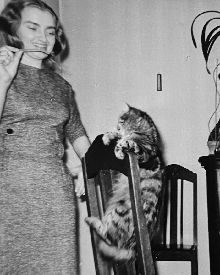 Vintage Cat Pics That Prove Cats Have Always Owned Us