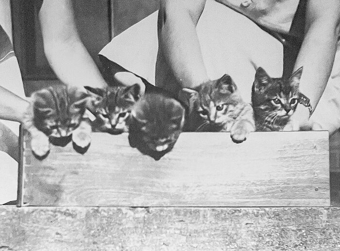 Vintage Cat Pics That Prove Cats Have Always Owned Us