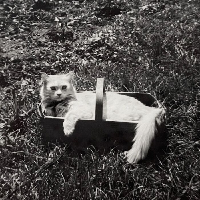 Vintage Cat Pics That Prove Cats Have Always Owned Us
