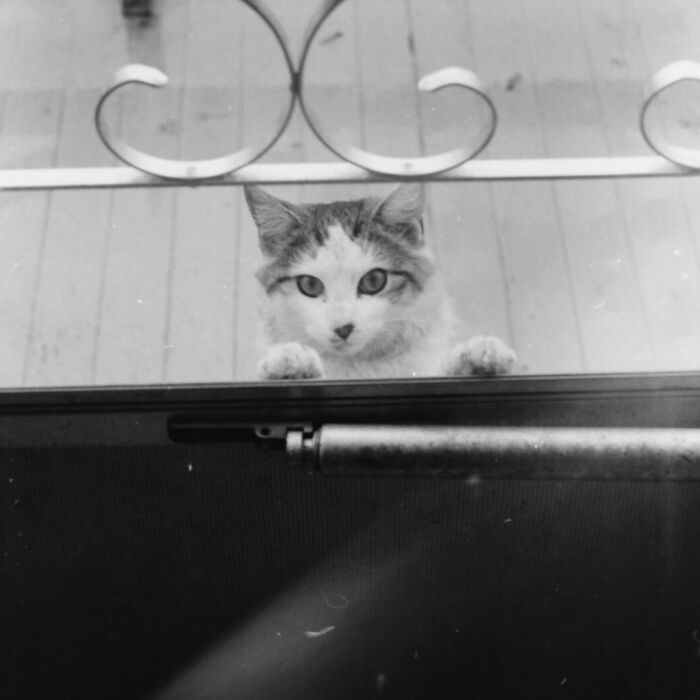 Vintage Cat Pics That Prove Cats Have Always Owned Us