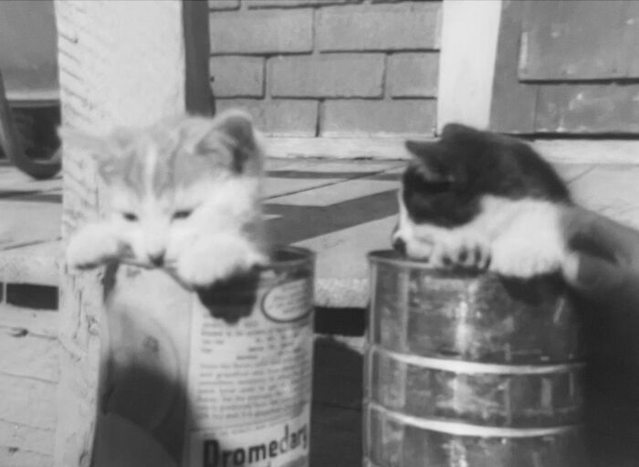 Vintage Cat Pics That Prove Cats Have Always Owned Us