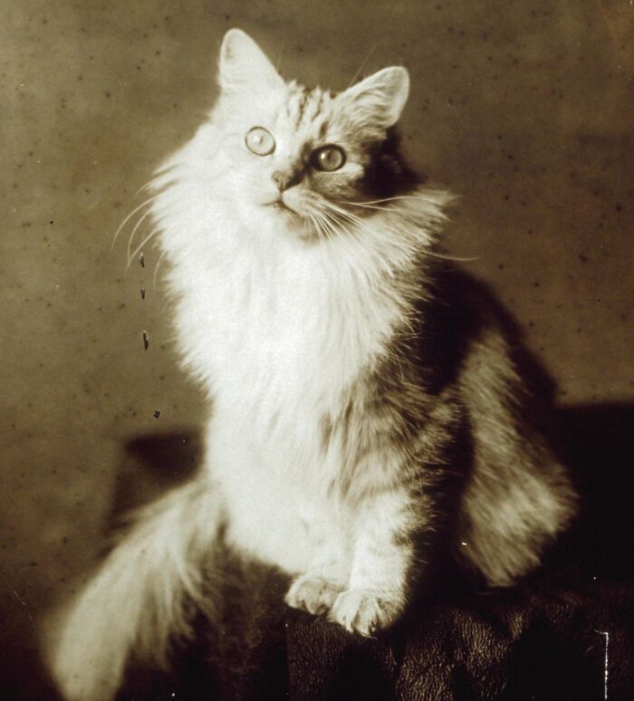 Vintage Cat Pics That Prove Cats Have Always Owned Us