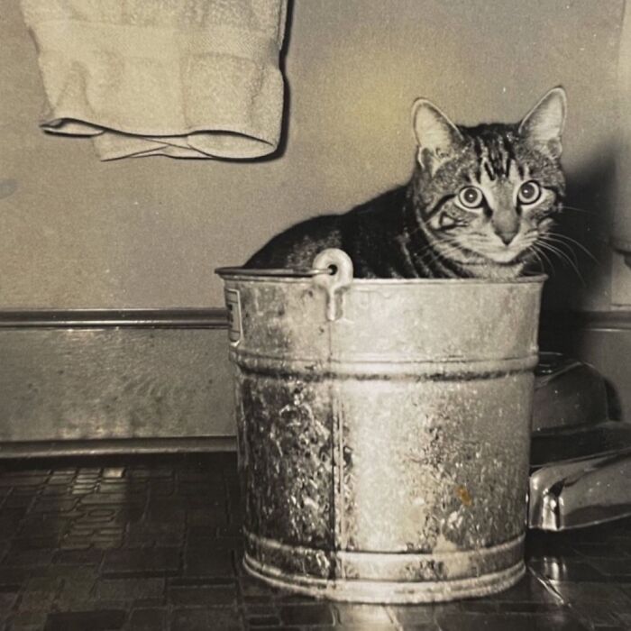 Vintage Cat Pics That Prove Cats Have Always Owned Us