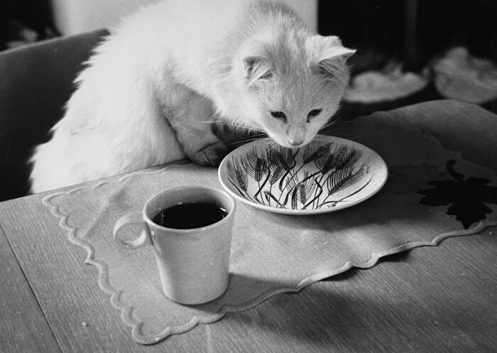 Vintage Cat Pics That Prove Cats Have Always Owned Us