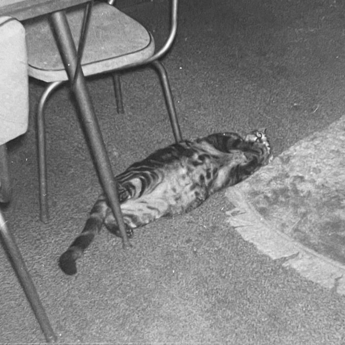 Vintage Cat Pics That Prove Cats Have Always Owned Us