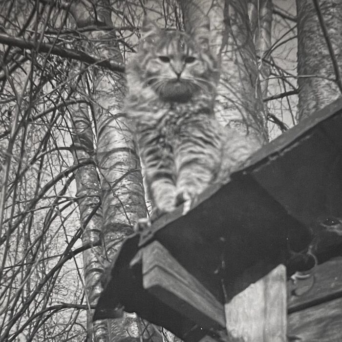 Vintage Cat Pics That Prove Cats Have Always Owned Us