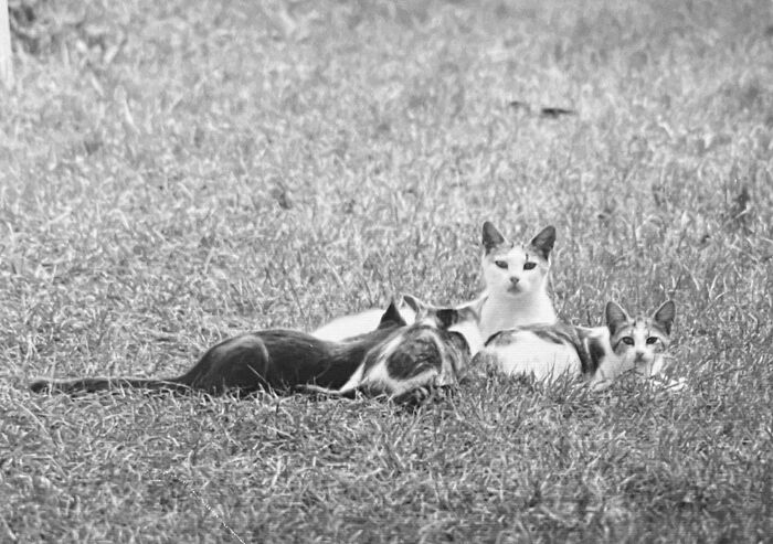 Vintage Cat Pics That Prove Cats Have Always Owned Us