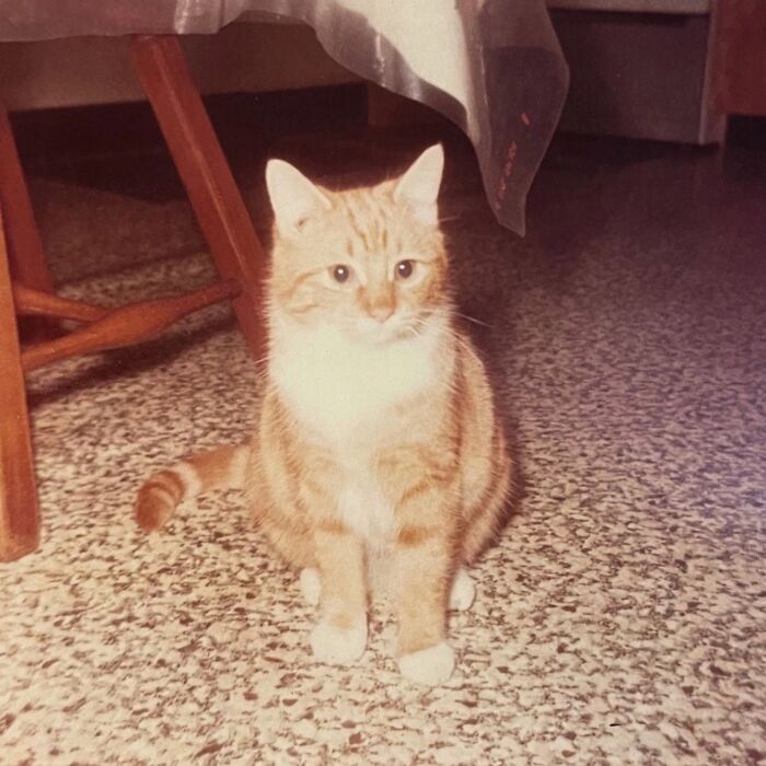 Vintage Cat Pics That Prove Cats Have Always Owned Us