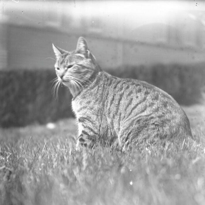 Vintage Cat Pics That Prove Cats Have Always Owned Us