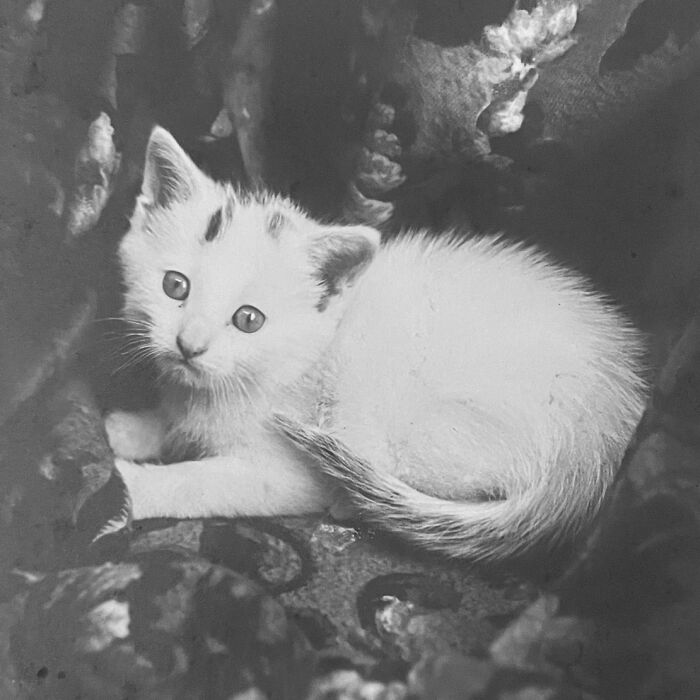 Vintage Cat Pics That Prove Cats Have Always Owned Us