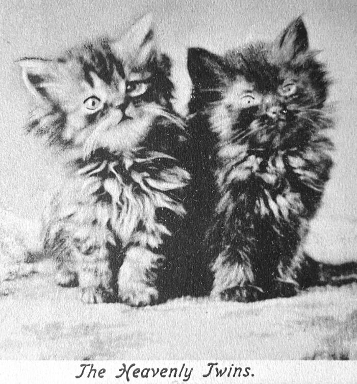 Vintage Cat Pics That Prove Cats Have Always Owned Us