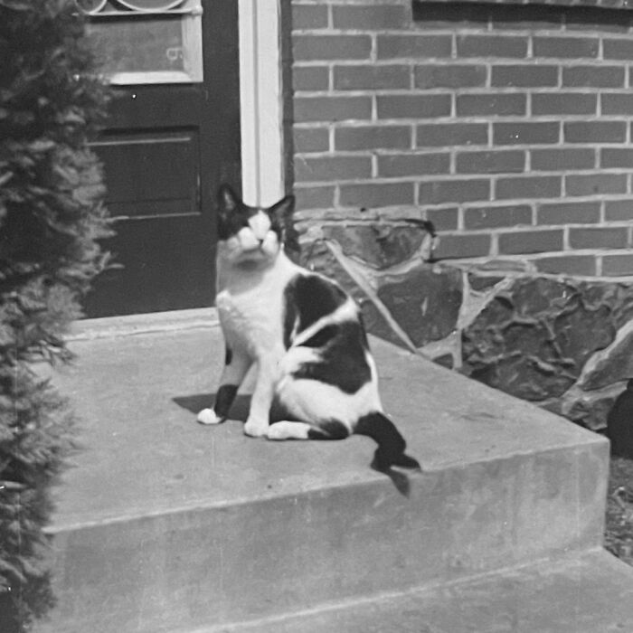 Vintage Cat Pics That Prove Cats Have Always Owned Us