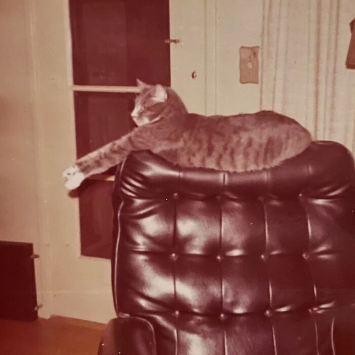 Vintage Cat Pics That Prove Cats Have Always Owned Us