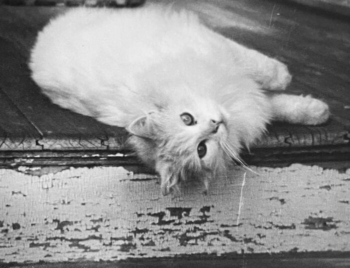 Vintage Cat Pics That Prove Cats Have Always Owned Us
