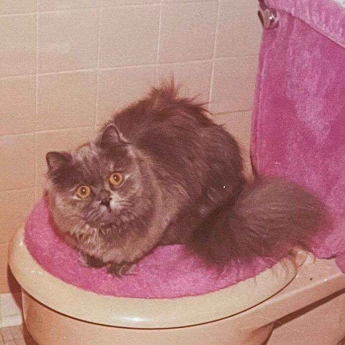 Vintage Cat Pics That Prove Cats Have Always Owned Us