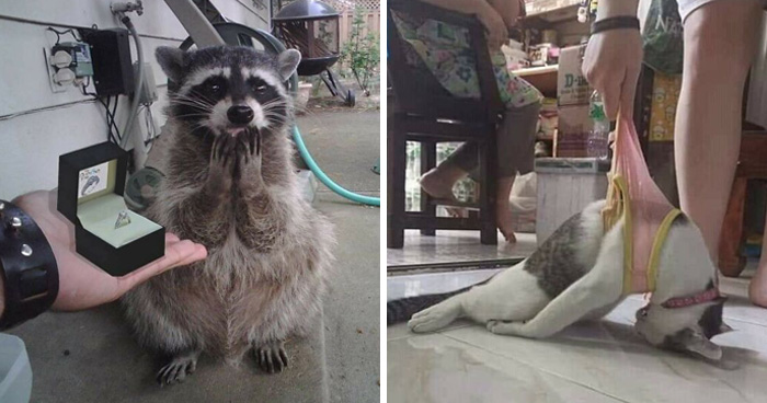 31 Animal Pics That Are So Cute, You’ll Smile for Days