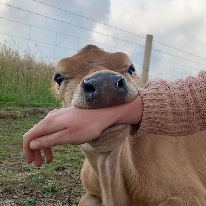 31 Animal Pics That Are So Cute, You’ll Smile for Days