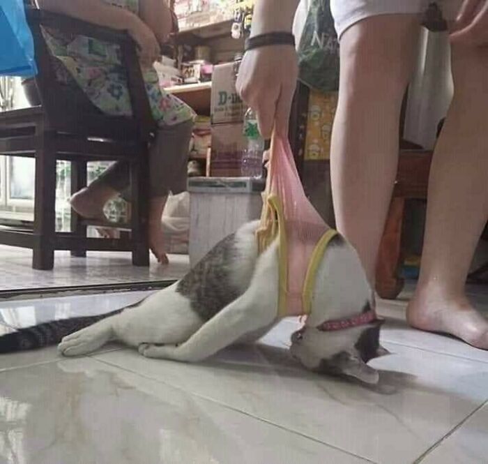 31 Animal Pics That Are So Cute, You’ll Smile for Days