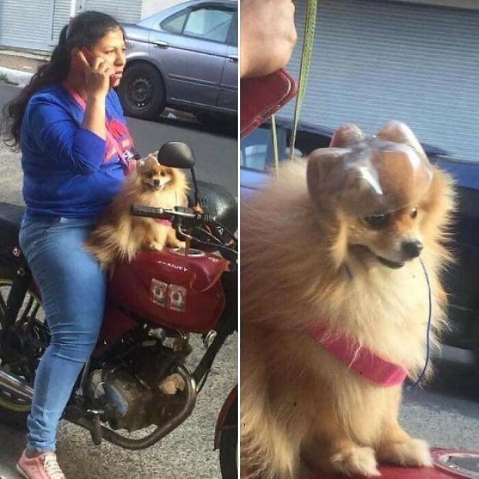 31 Animal Pics That Are So Cute, You’ll Smile for Days