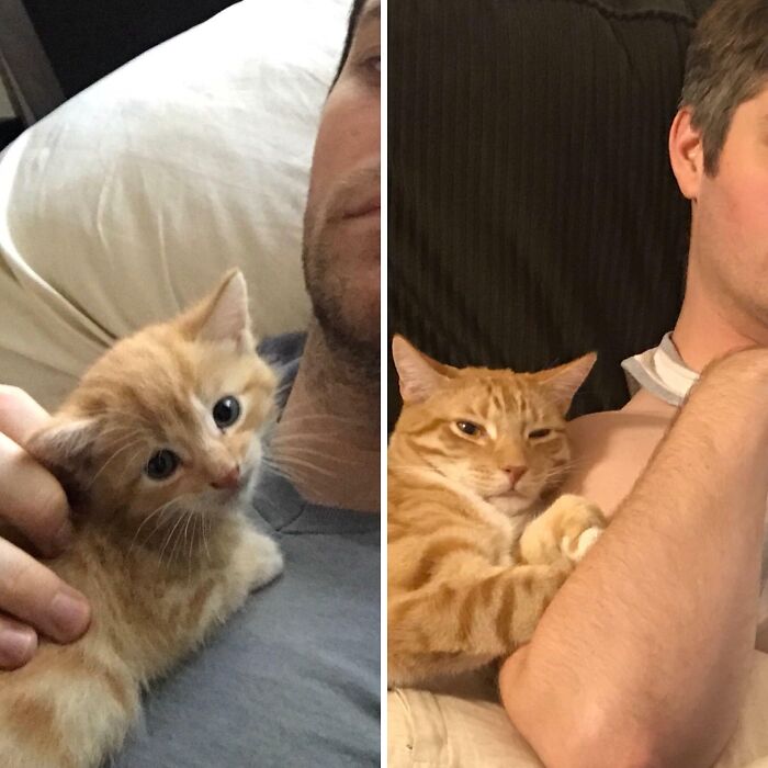 Wait Till You See These Pets And Their Humans Growing Up Together!