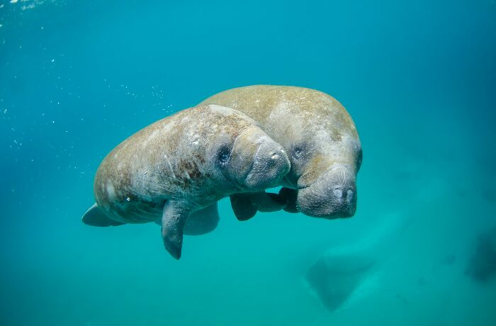 I’ve Pretended Manatees Are My Favorite Animal For 24 Years
