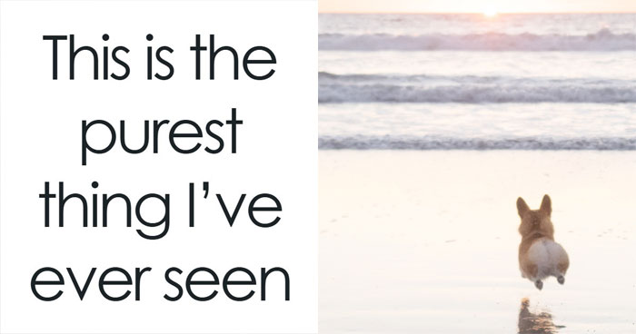 These 50 Wholesome Internet Gems Will Totally Brighten Your Day