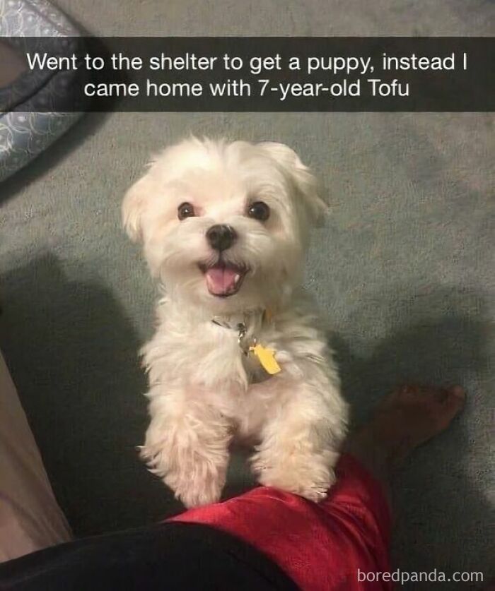 These 50 Wholesome Internet Gems Will Totally Brighten Your Day