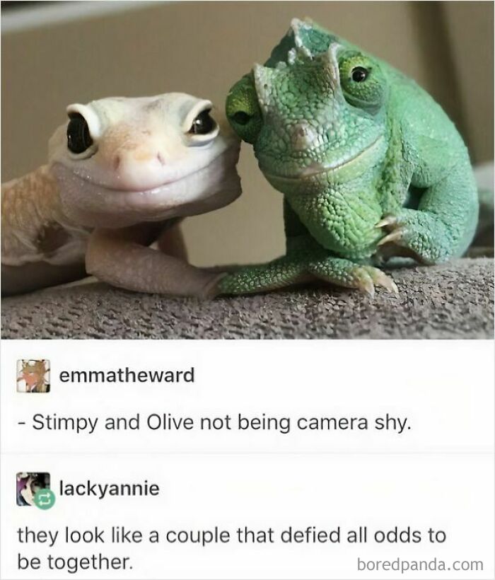 These 50 Wholesome Internet Gems Will Totally Brighten Your Day