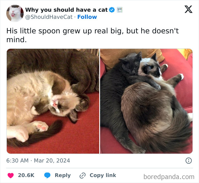 These 50 Wholesome Internet Gems Will Totally Brighten Your Day