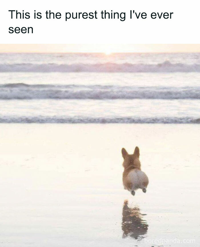 These 50 Wholesome Internet Gems Will Totally Brighten Your Day