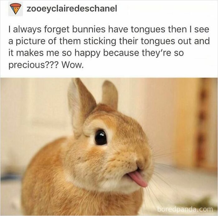 These 50 Wholesome Internet Gems Will Totally Brighten Your Day
