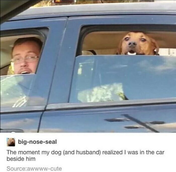 These 50 Wholesome Internet Gems Will Totally Brighten Your Day