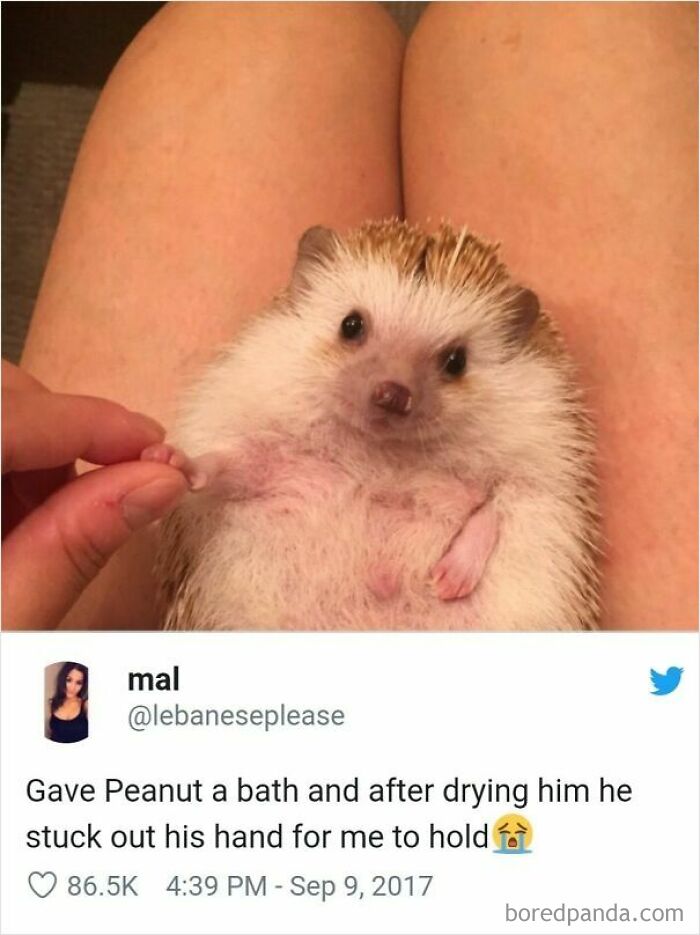 These 50 Wholesome Internet Gems Will Totally Brighten Your Day