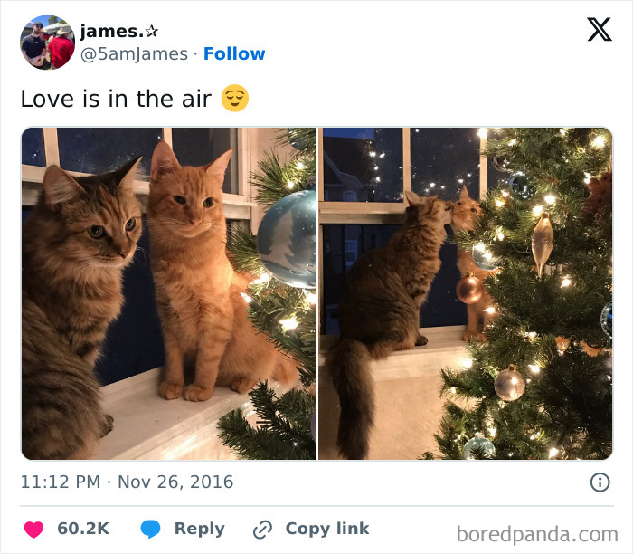 These 50 Wholesome Internet Gems Will Totally Brighten Your Day