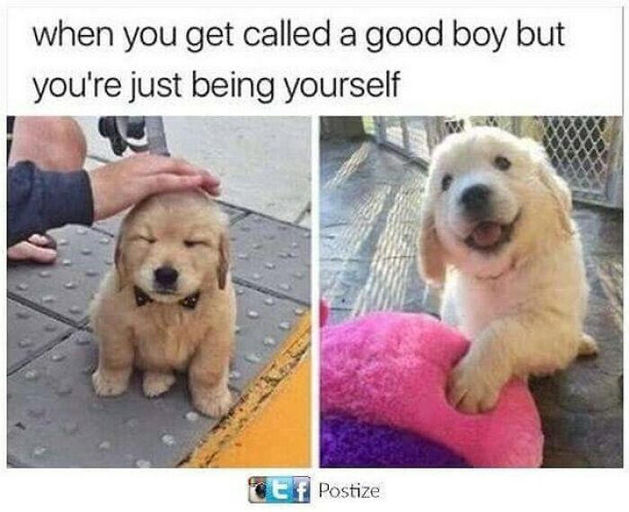 These 50 Wholesome Internet Gems Will Totally Brighten Your Day