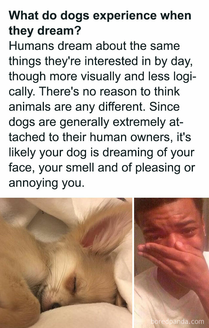These 50 Wholesome Internet Gems Will Totally Brighten Your Day