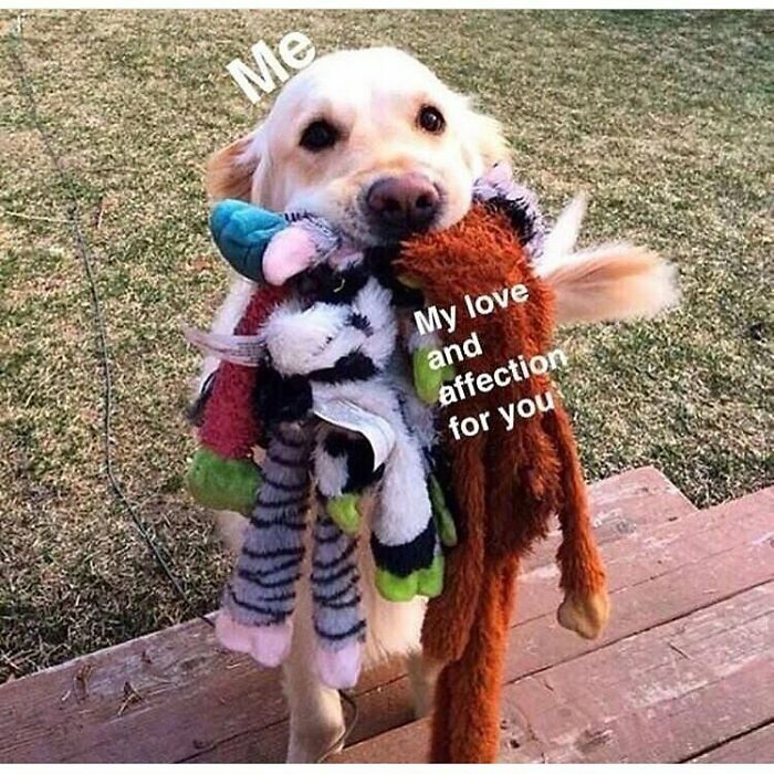 These 50 Wholesome Internet Gems Will Totally Brighten Your Day