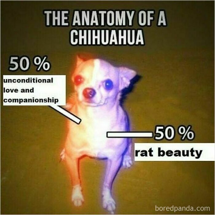 These 50 Wholesome Internet Gems Will Totally Brighten Your Day