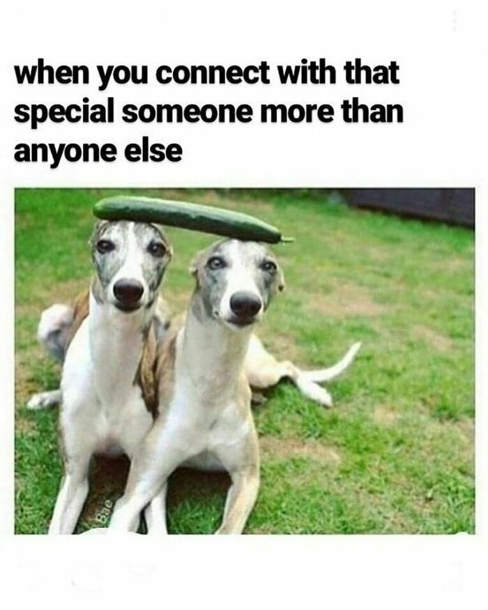 These 50 Wholesome Internet Gems Will Totally Brighten Your Day