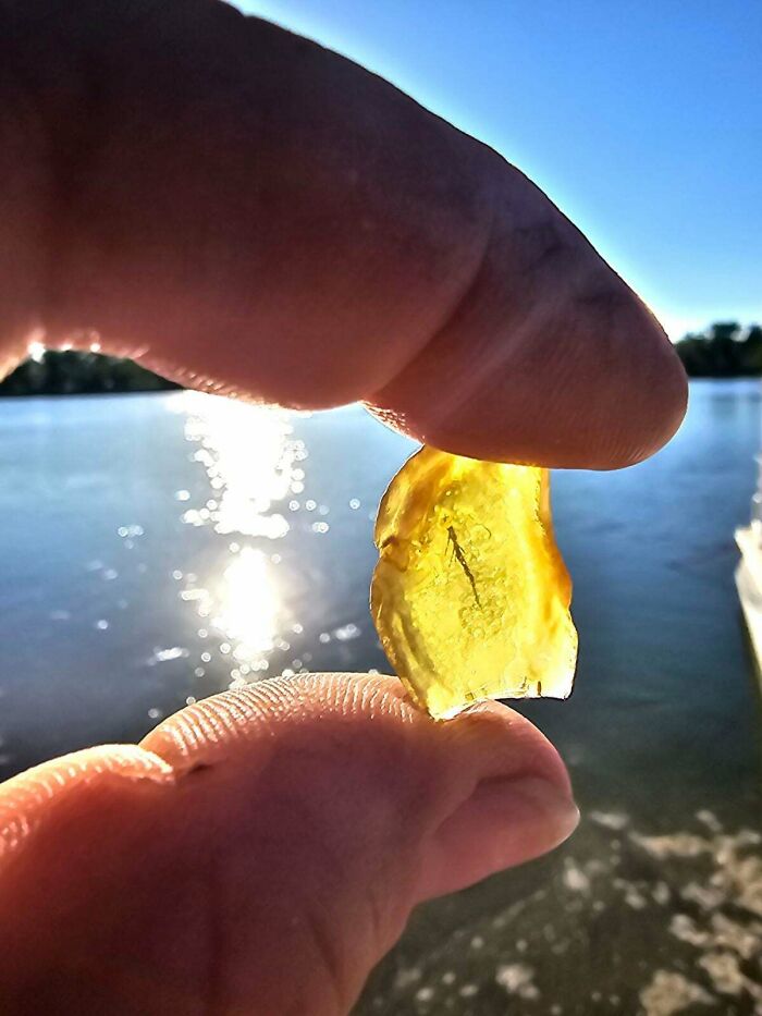Beachcomber Found Amber with a Root Inside—Natural Treasure!