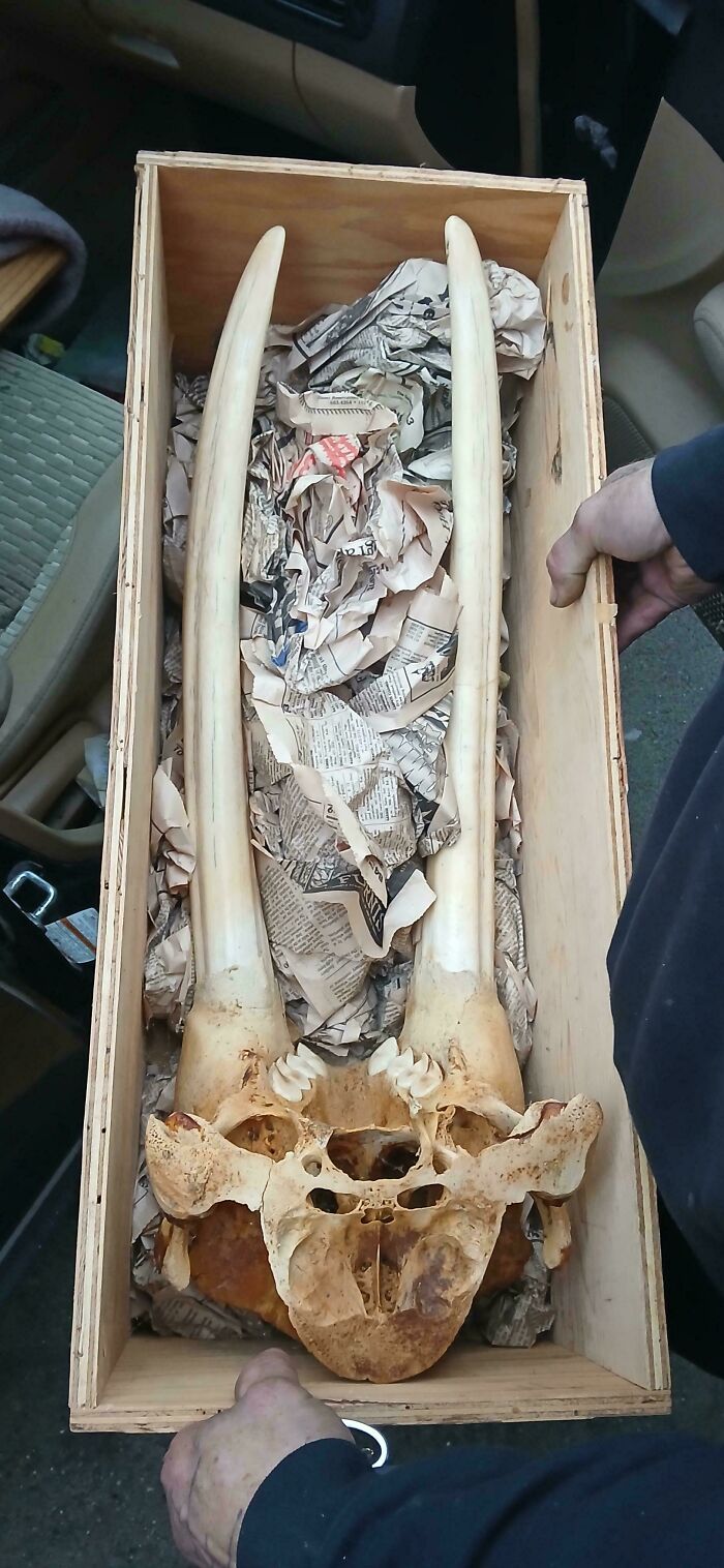 Walrus Tusks? Around $1,000 to $1,750