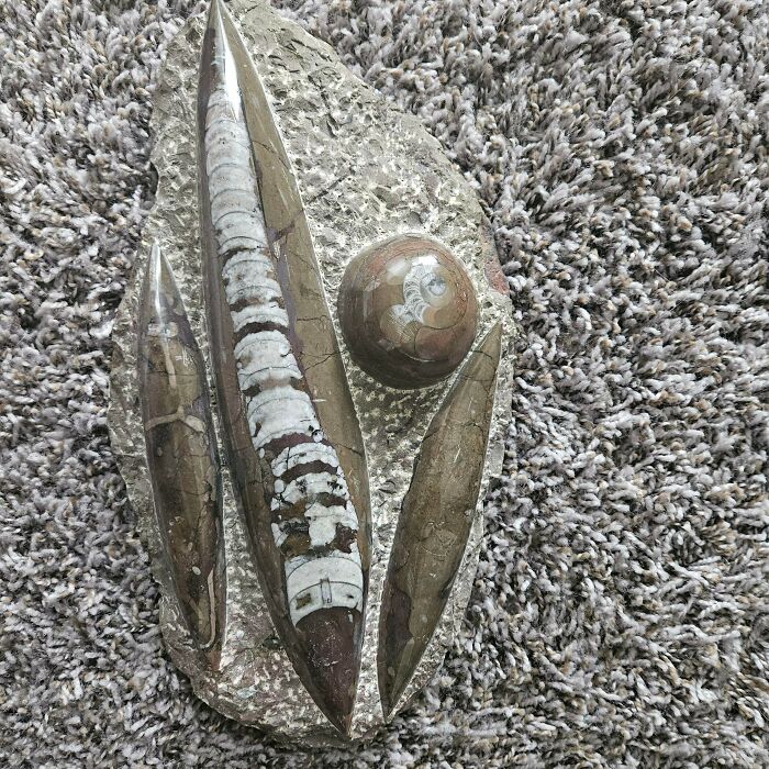 Fossil Rock? Maybe $50 to $150, But Polishing Was a Mess