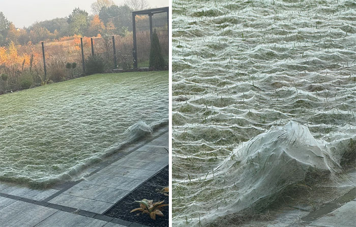 Spiders Turned My Garden into a Full-On Halloween Haunted House